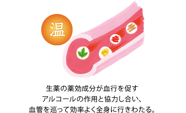 生薬の薬効成分が血行を促すアルコールの作用と協力し合い、血管を巡って効率よく全身に行きわたる。