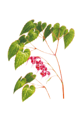淫羊藿