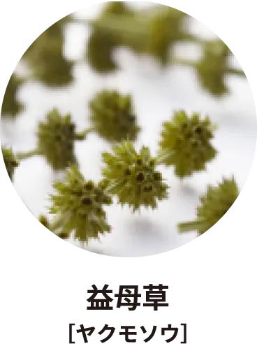 益母草［ヤクモソウ］