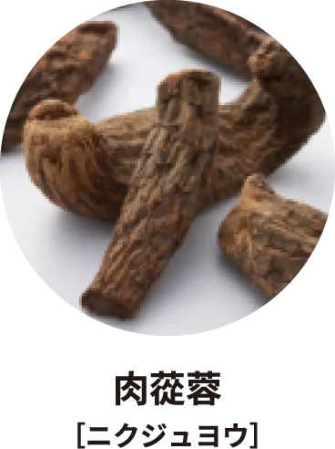 肉蓯蓉［ニクジュヨウ］
