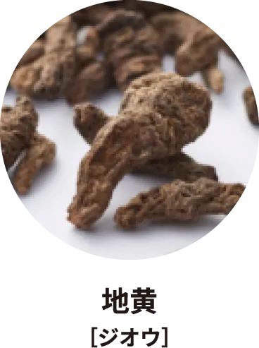 地黄［ジオウ］