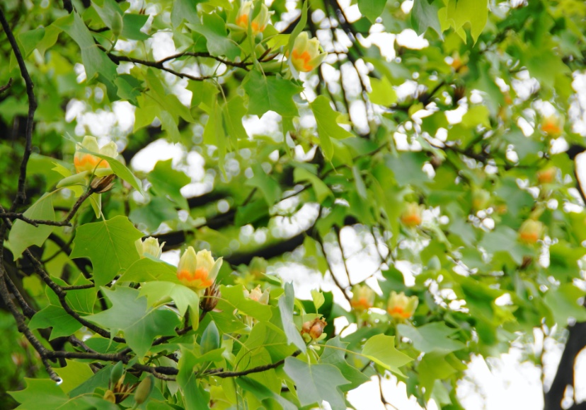 【生薬ものしり事典】大木にチューリップ型の花を咲かせる「ユリノキ」